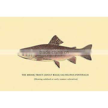 The Brook Trout (Showing Subdued or Early Summer Coloration) 12x18 Giclee on canvas