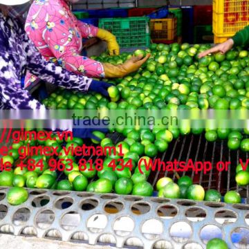 Seedless lemon high quality of Viet Nam