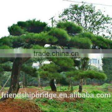 Pinus Thunbergii Parl. Black Pine Seedlings