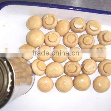 Champignon Mushroom Whole in Stock