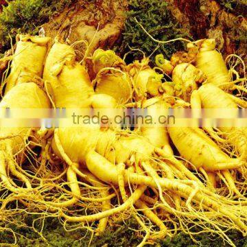 Ginseng Root Extract 30%HPLC