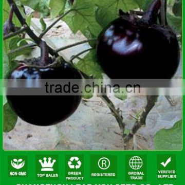 ME16 Heime black glossy skin op round eggplant Seeds for open air