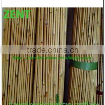 Zent -59 reed pole /bamboo pole