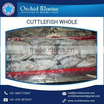 Long Lasting Latest Fresh Product Cuttlefish Whole Cleaned for Bulk Buyers photo-4