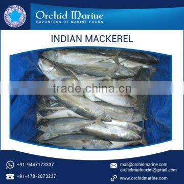 High Grade Long Shelf Life Mackerel Frozen Fish for Different Food Dishes photo-2