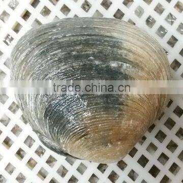 Raw Frozen Half-shell Huge Clam photo-3
