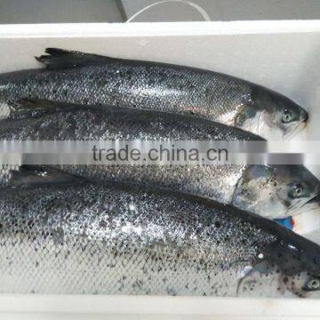 Atlantic Salmon photo-2