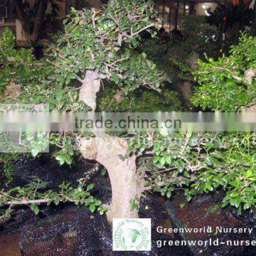 Ulmus Pumila bonsai exporter