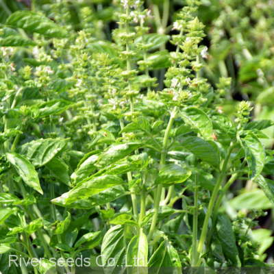 250g Natural Spice Plants Ocimum Basilicum Seed Raw Dried Wholesale Basil Seeds for Home Planting photo-2