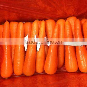 Best Price Fresh Organic Carrots