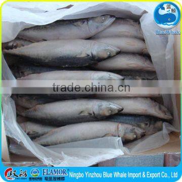 300-500g/pc 300g/pc 500g/pc pacific mackerel