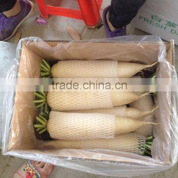 Chinese fresh white radish price