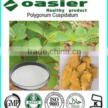 GMP Manufacture Supply Polygonum Cuspidatum Root Extract