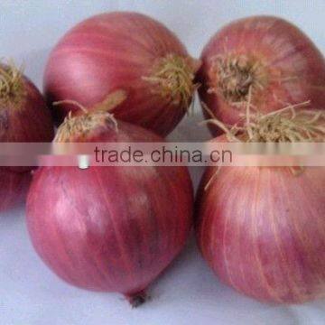 Fresh red onion