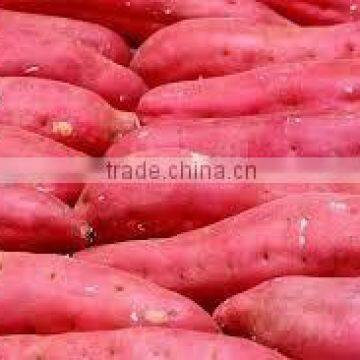 HIGH QUALITY JAPAN SWEET POTATO