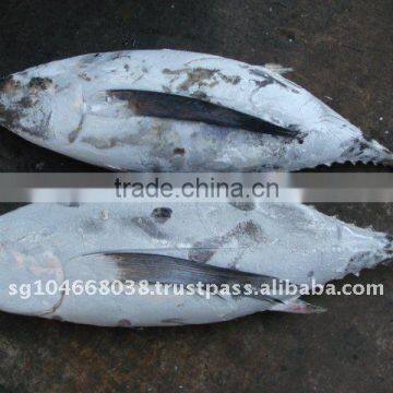 ALBACORE WHOLE ROUND