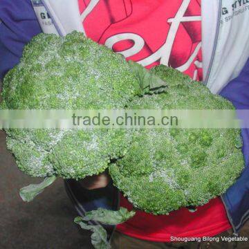 2016 new crop (11-13cm ) chinese fresh broccoli