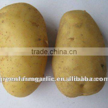 2012 Holland Potato price