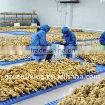 fresh lowest price ginger in china (100-300g)