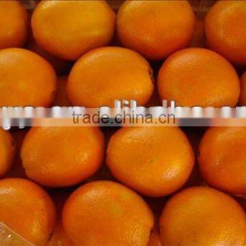 Grade A Fresh Navel Orange, Fresh Fruit photo-6