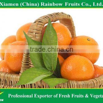 citrus fruits of lugan mandarin lokan mandarin mandarin orange for hot sell