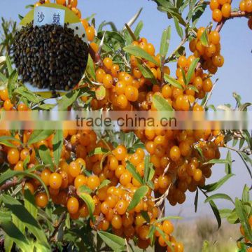 Growing Sea Buckthorn From Seed-High Quality High Ecnomic Value Seeds