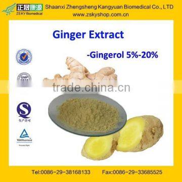 GMP Certified Manufacturer Supply Natural Ginger Extract