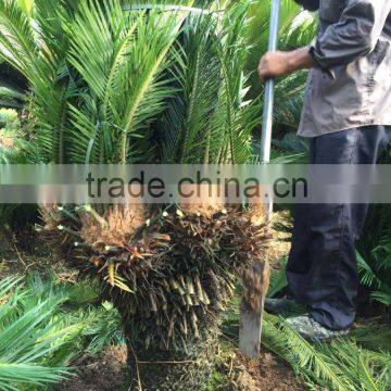 Multi-head Cycas Revoluta