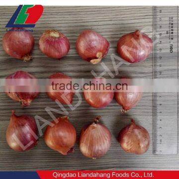 Fresh Shallot 3-5CM, 2016 New Crop