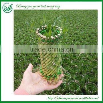 Cage Shaped Dracaena Sanderiana Lucky Bamboo