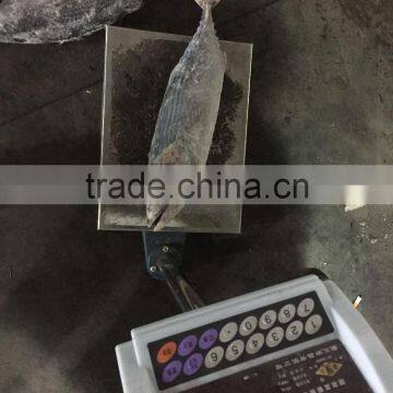 Best Quality Reasonable Price Frozen Bonito Sarda Sarda photo-5