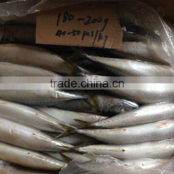 High Quanlity Product Pacific Mackerel photo-5
