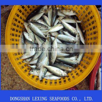 frozen WR IQF horse mackerel