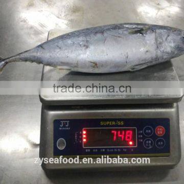 Seafood Supplier Taiwan Bonito 700g up photo-2