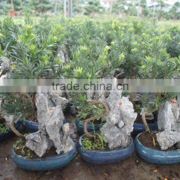 Stone Bonsai Podocarpus Macrophyllus for Decoration photo-4