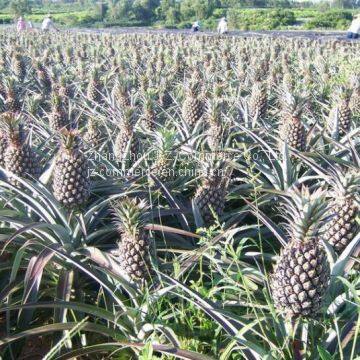 Pineapple photo-3