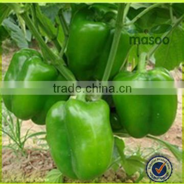 fresh green sweet bell pepper export price