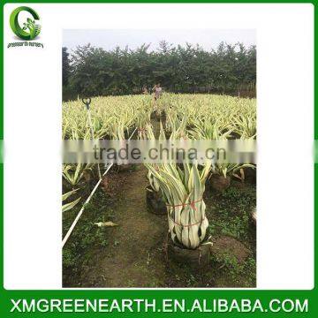 Furcraea Foetida (2)