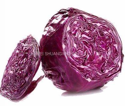 Heat Resistant f1 Hybrid Cabbage Seeds
