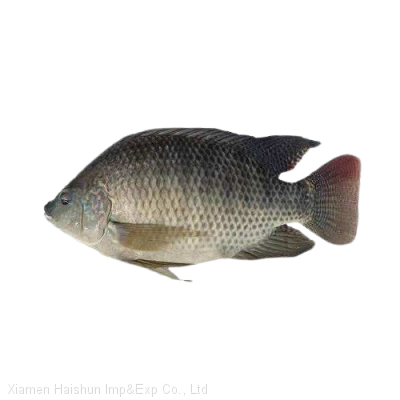 Frozen tilapia whole round fish