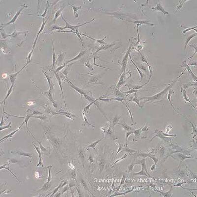 Inverted Biological Microscope With Phase Contrast MI52-N photo-2