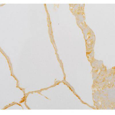 Code：1101，Calacatta Artificial Stone Quartz Slab Kitchen Countertops photo-2