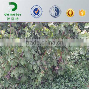 China Made Factory Price Kraft Fruit Growing Paper Bag photo-3