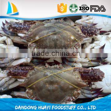 frozen blue swimming crab