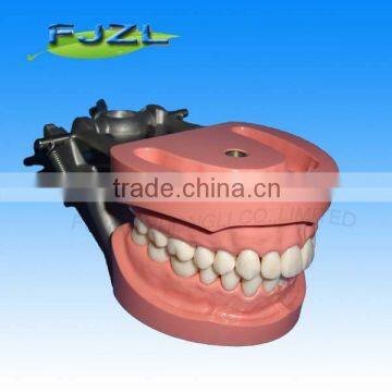 Dental Orthodontics Dentist Typodont Teeth Tooth Teaching Model