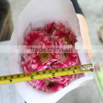 Good Smell Hot Sale Cut Gerbera Flowers photo-4
