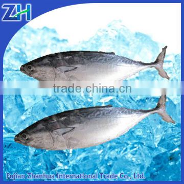 seafrozen bonito for tuna canning