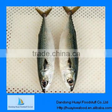 frozen mackerel fish(size:300-500)