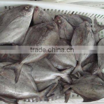 Black Pomfret photo-6