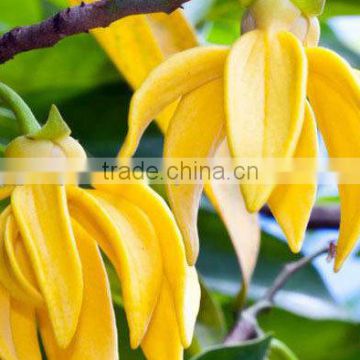 100% Natural Ylang Ylang Oil 10 ml/20 ml/30 ml/ 50 ml/ 120 ml/ 4 fl oz (OEM / ODM ) From India